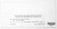 Gremmenia infestans image